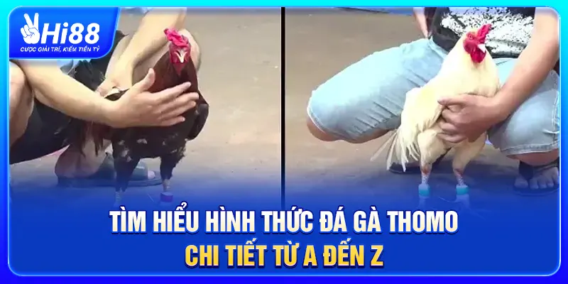 Tìm hiểu hình thức Đá Gà Thomo chi tiết từ A đến Z